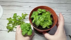 I Grow Mint on My Windowsill Year-Round: An Easy Way to Always Have It on Hand