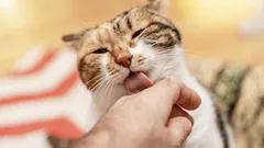 Is Your Cat Licking Your Hands? Here’s What’s Really Behind That Behavior